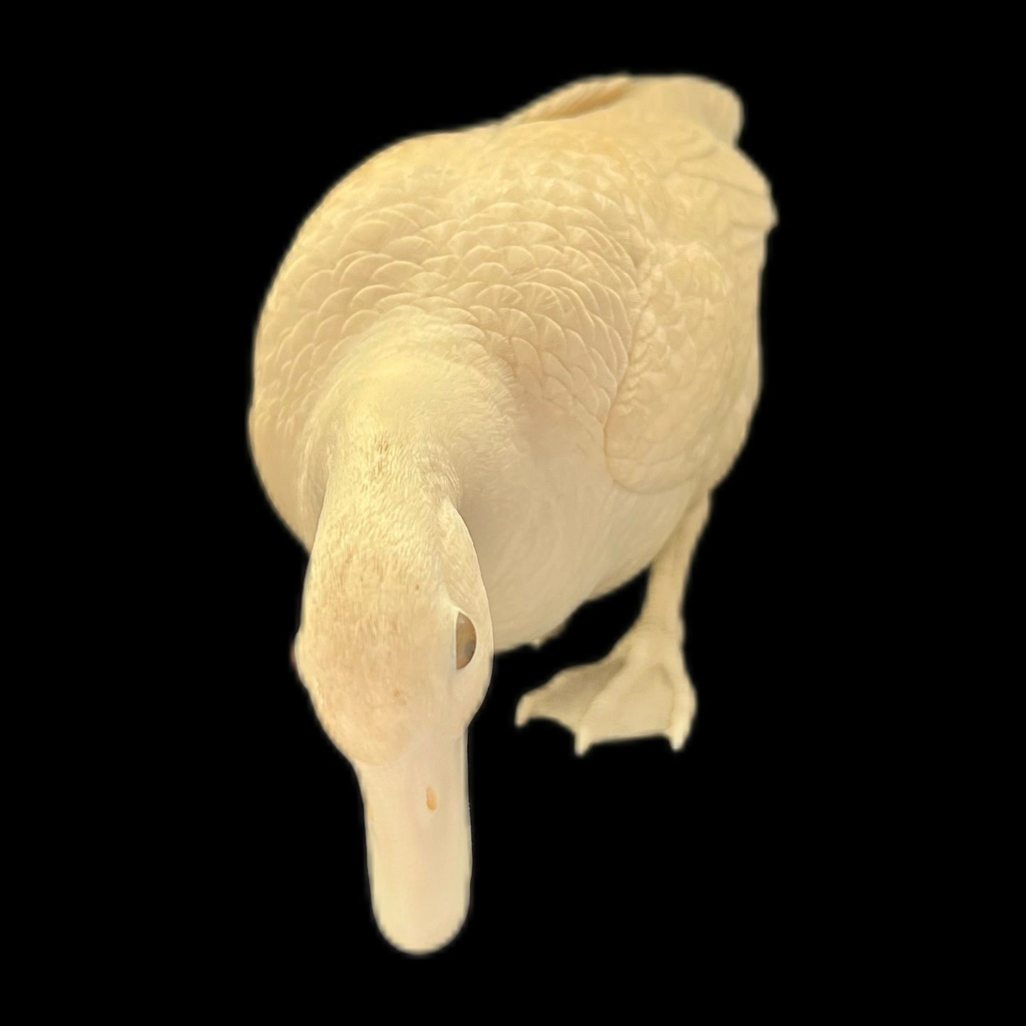 Large and highly important Meiji period Tokyo School ivory duck okimono by Miura Kōfū, Mitsukaze