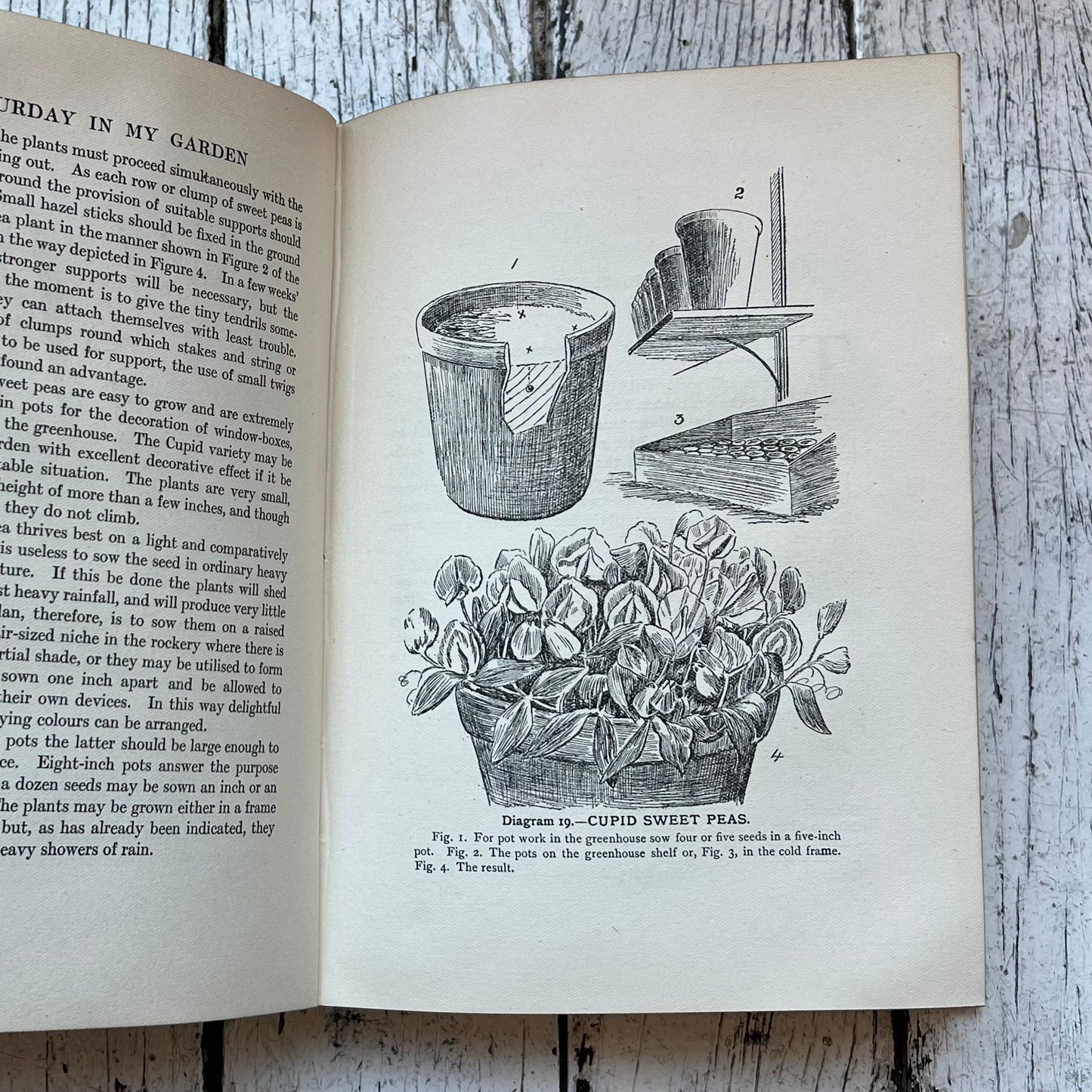 古董级植物学书籍《我的花园里的星期六》，作者 FH Farthing，1926 年版
